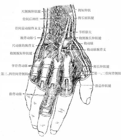 神经图下载，神经网络可视化与理解的探索之旅