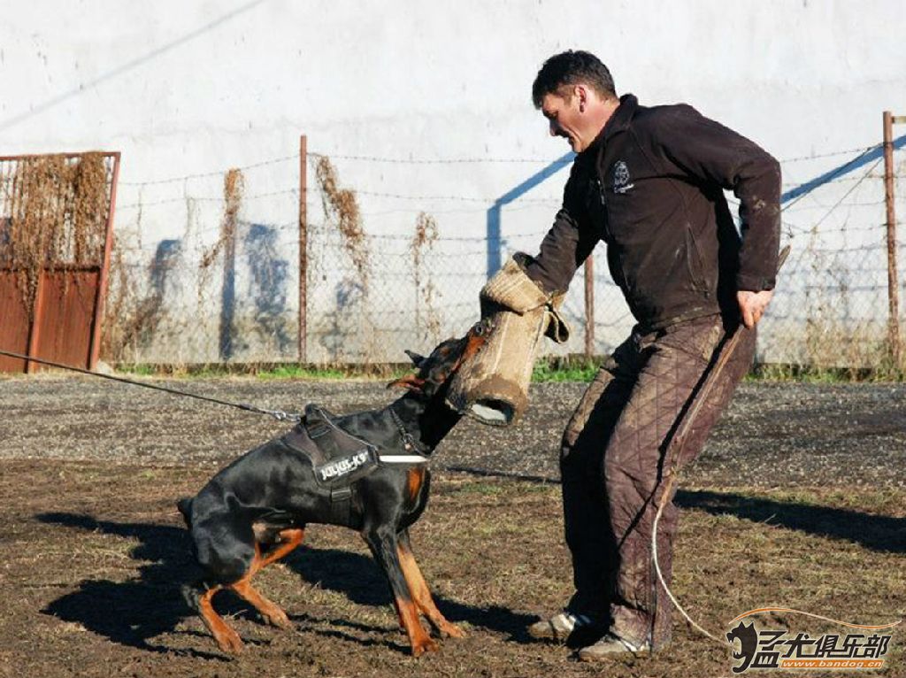 猛犬俱乐部，下载、探索与体验之旅