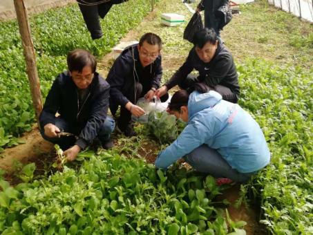 最新菜心品种指南，种植者的宝藏手册