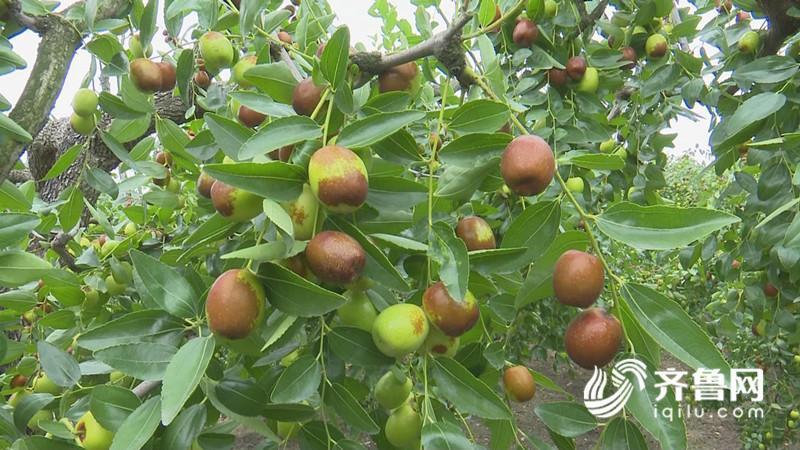 枣树村领导引领繁荣进步之路