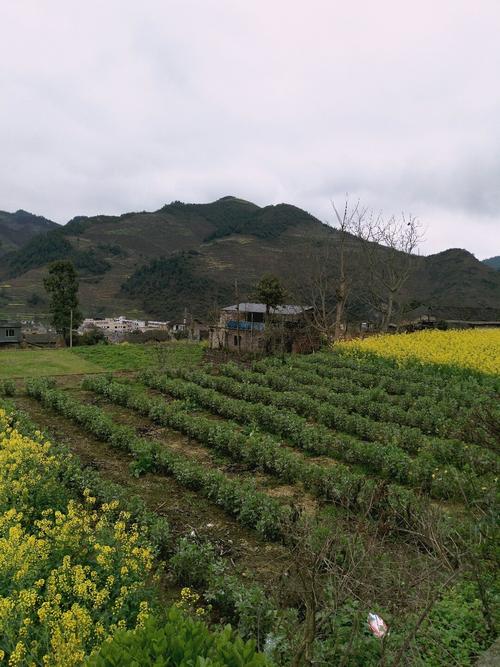 大溪乡天气预报更新通知